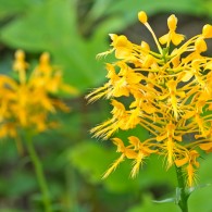 Smoky Mountains Wildflowers: Yellow Fringed Orchid