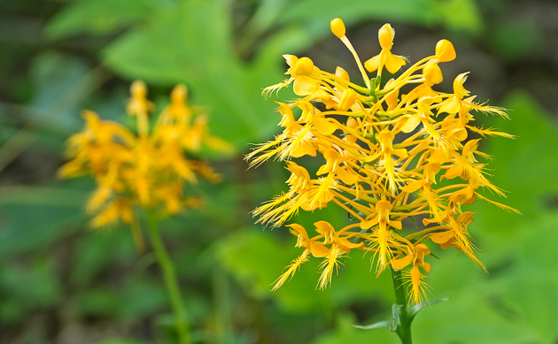 Smoky Mountains Wildflowers: Yellow Fringed Orchid
