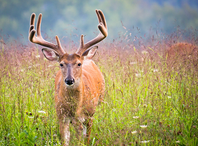 Smoky Mountains photos of buck deer in Cades Cove 