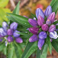 Smoky Mountains Wildflowers: Soapwort Gentian