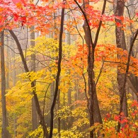 Featured Photo: Heart of Autumn