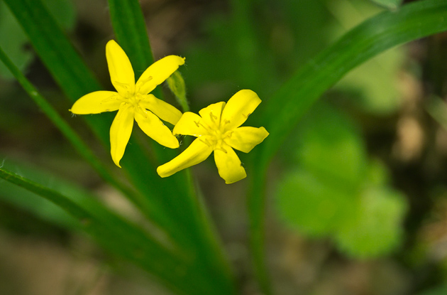 Smoky Mountains Wildflowers: Star Grass
