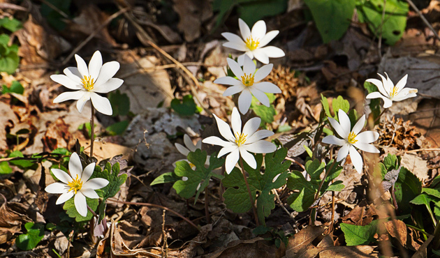 Bloodroot in the Greenbrier