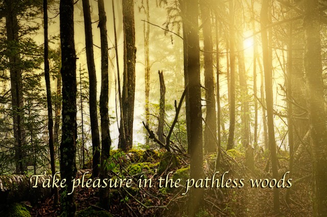 Pleasure of the Pathless Woods