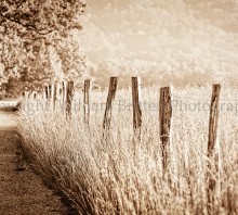 Summer Fence in Sepia