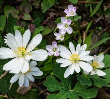 Bloodroot with Spring Beauty