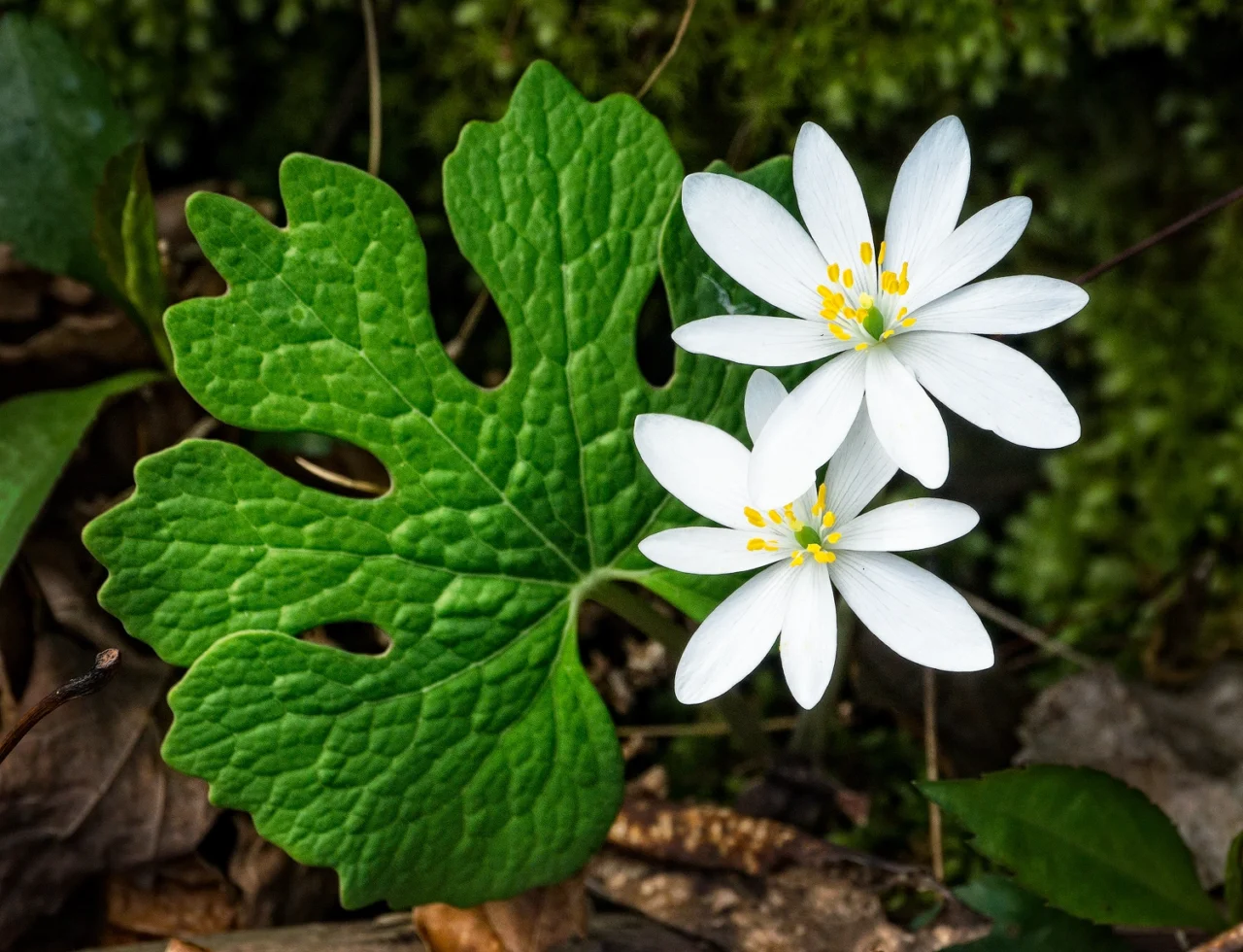 Bloodroot Bloodroot - wildflowers smoky mountains